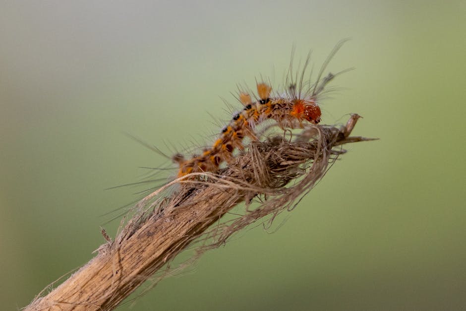 冬蟲夏草的權威解析